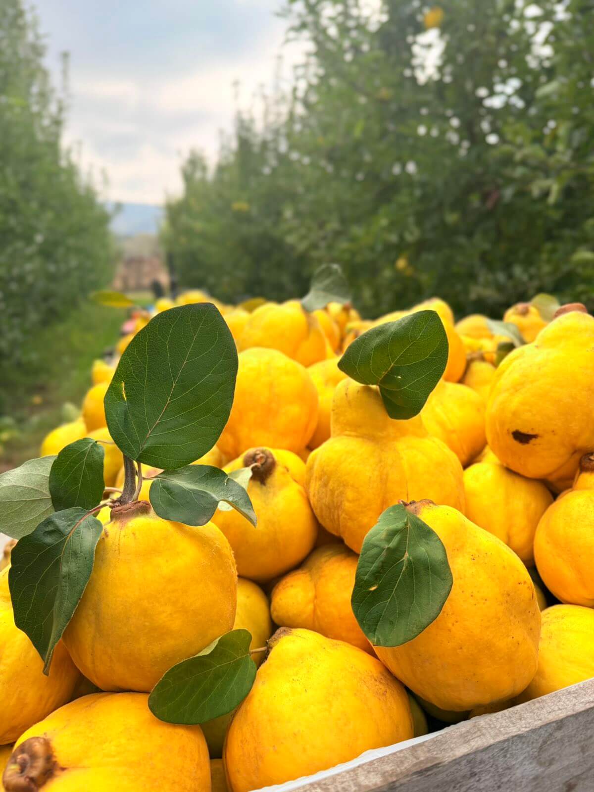 Hand Picking background 1